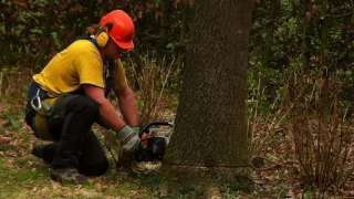 eikenboom boven de grond afzagen en opruimen met klimtuig en klimlijn Helvoirt Drunen Wijk en Aalburg Rotterdam Dordrecht Baarn Vlaardingen